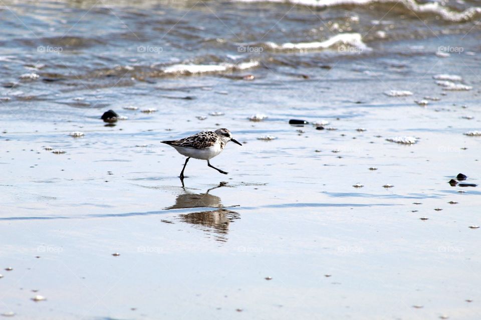 A small sand plover feeding in the shallow waves on the beach in Wells Maine