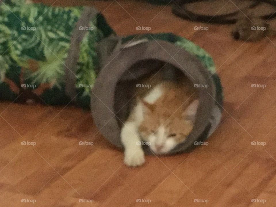 Tom got tired out playing hard with gizmo now it’s nap time. Tom loves playing in his tunnel.