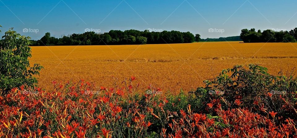 Flowers and wheat
