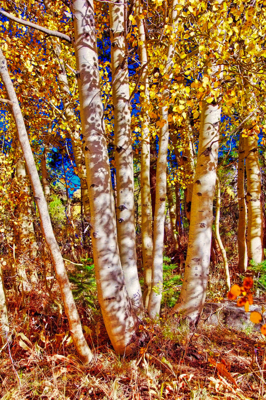 Aspens 