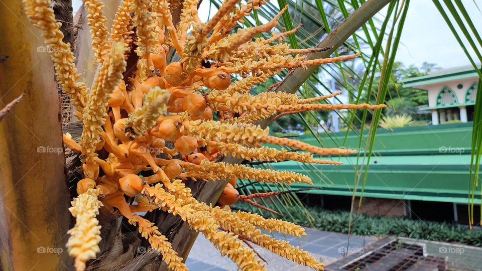 Coconut flower with small fruit