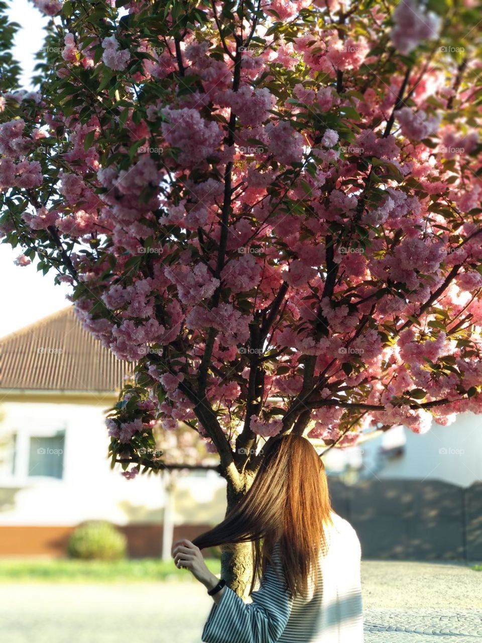 сакура🌸