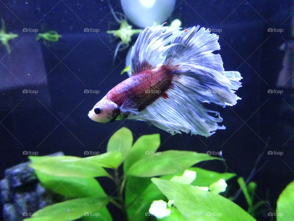 Marlin my delta tailed Betta fish, one of my many gorgeous fish 