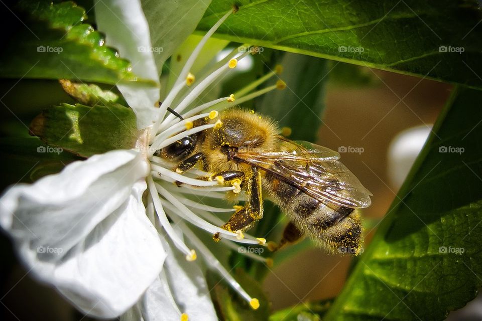 spring garden pollen flower by lacos