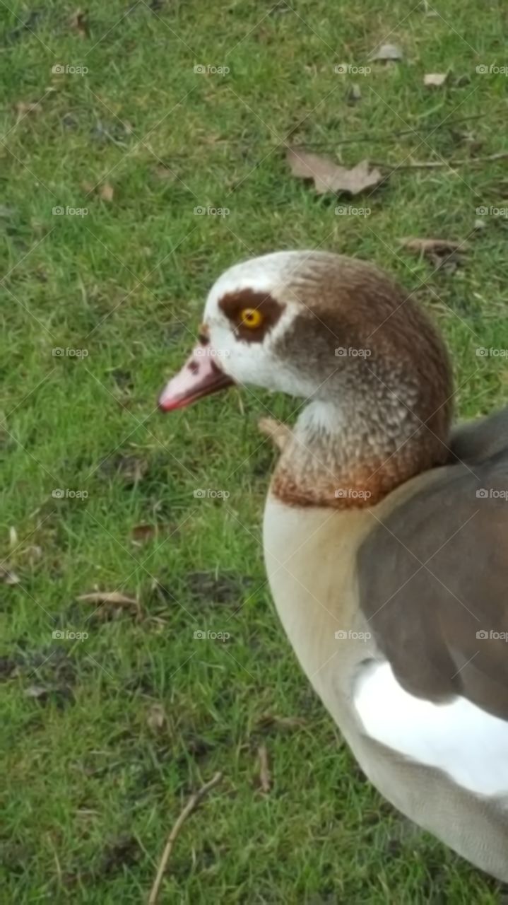 duck