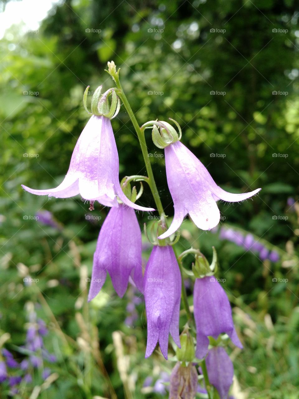 Purple Bells