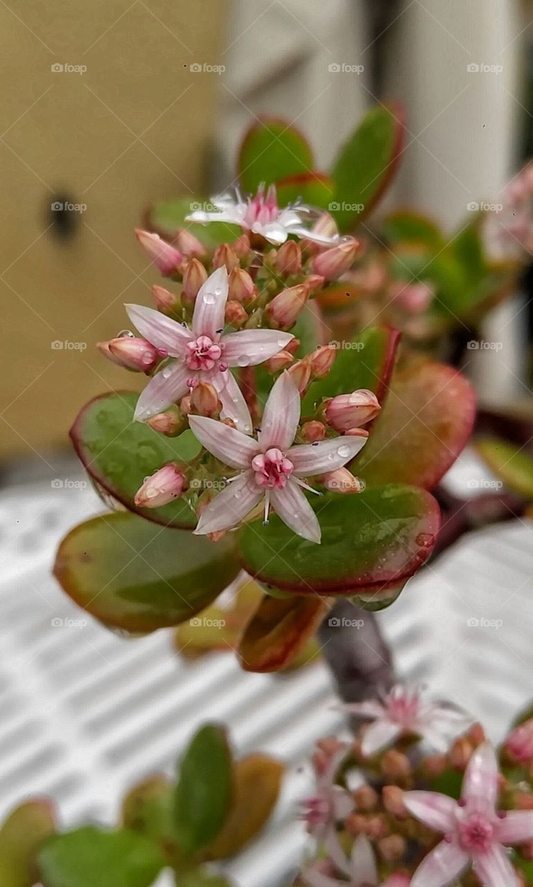 Flor de Jade