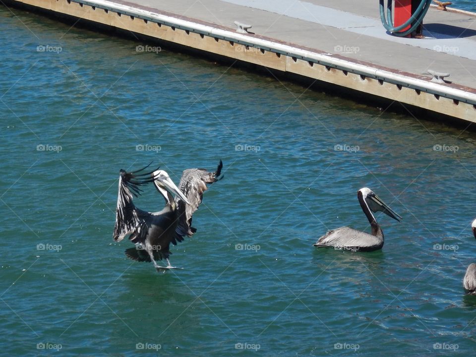 Pelican coming in for a water landing.  Watch out...no brakes!  Photo taken in Mazatlan, Mexico.