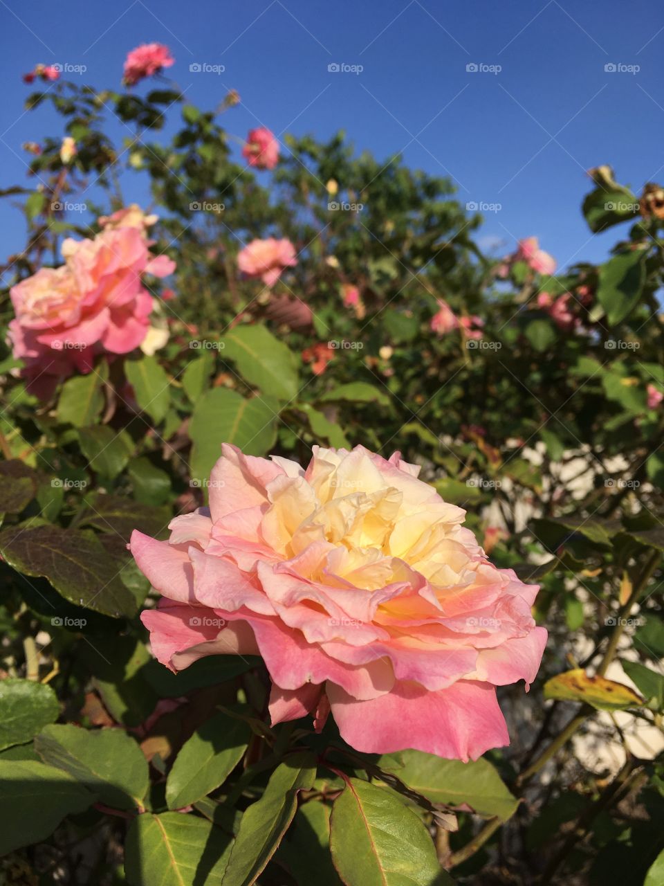 🌼#Flores do nosso #jardim, para alegrar e embelezar nosso dia!
#Jardinagem é nosso #hobby.
🌸 🌹 
#flor #flowers #flower #pétalas #garden #natureza #nature #flora #photography #fotografia