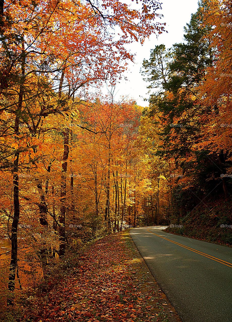 The trees were the towers of the forest. We looked up and the trees were skyscraper tall.. We were in awe of the size and majesty of the trees. The Beauty of the forest comforted our hearts. 