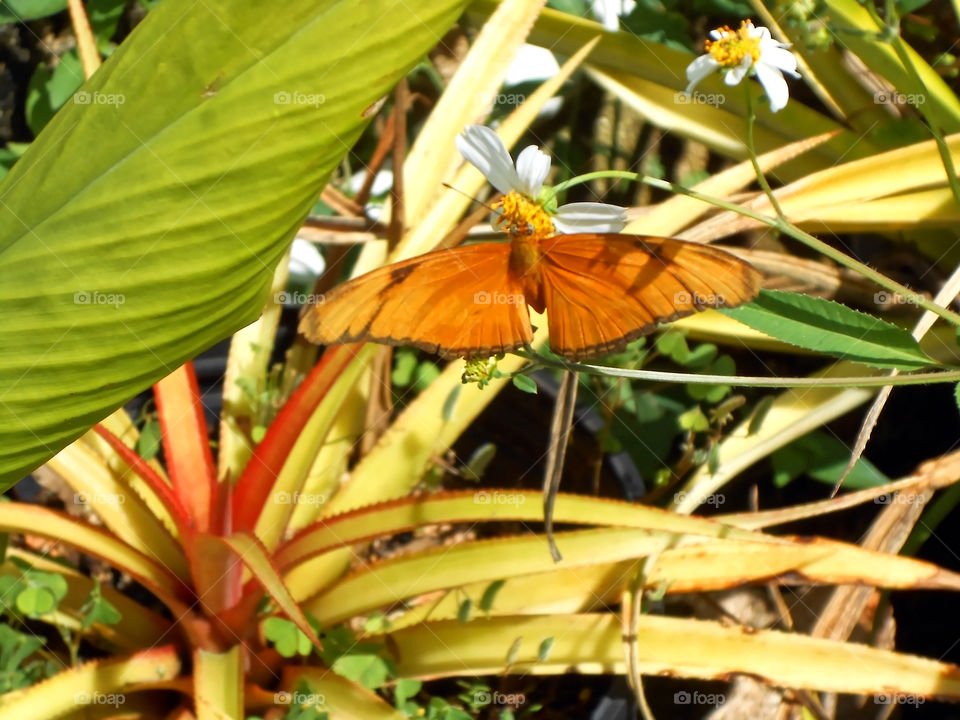 Butterfly Amidst Pineapple Plants