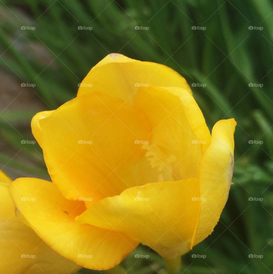 Sunrise freesia