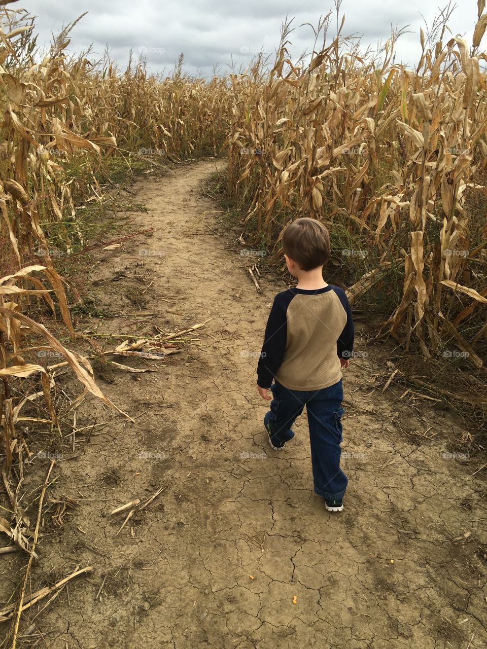 A walk through the corn
