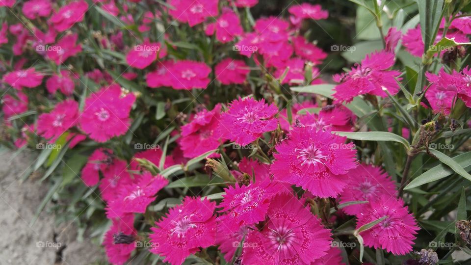 Blossom of pink flowers