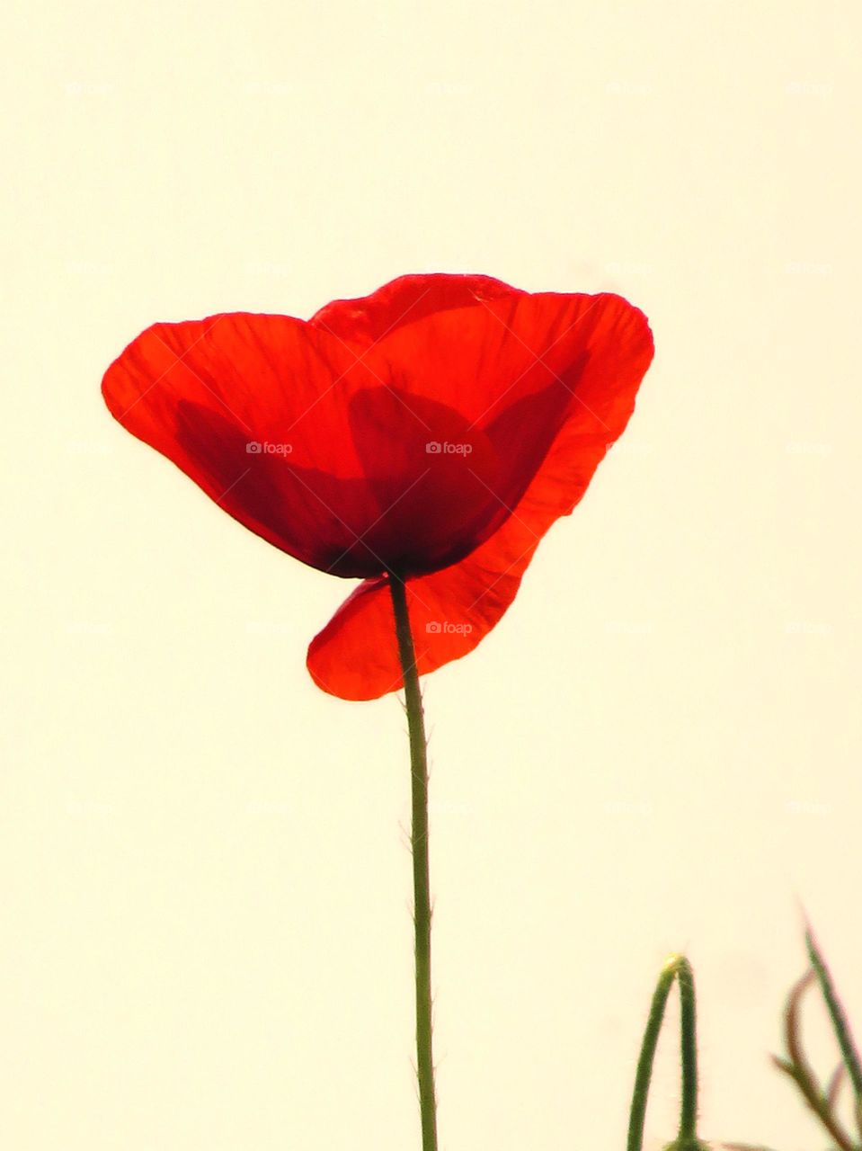 translucent poppies