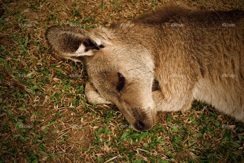 Kangourou Sleeping 