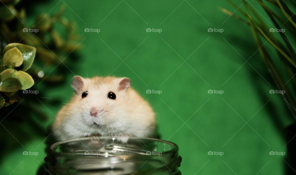 hamster