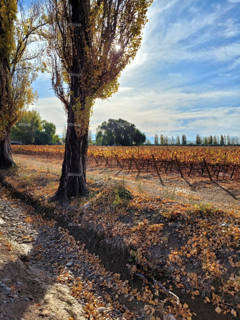 color de otoño