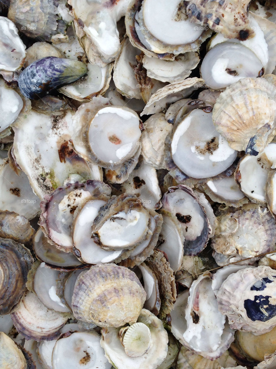 Full frame of seashells