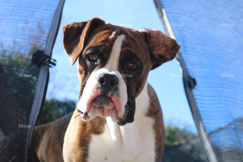 Curious boxer 