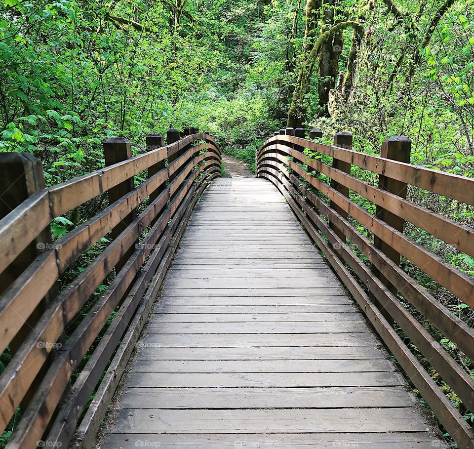 A wooden footbridge crosses a creek in the lush green forests of Western Oregon on a sunny spring day. 