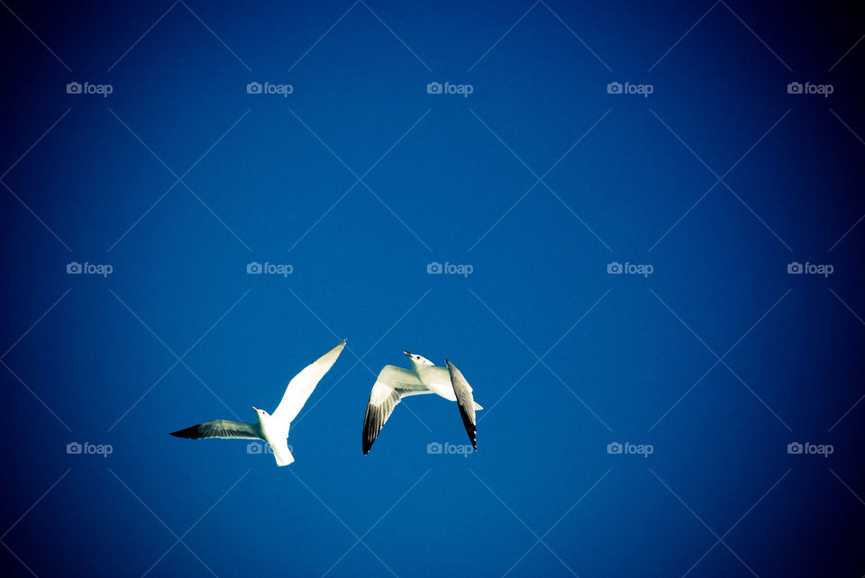 cuba sky blue bird by nickandemily