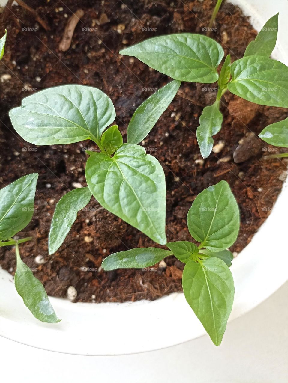 green sprouts gardening, love earth