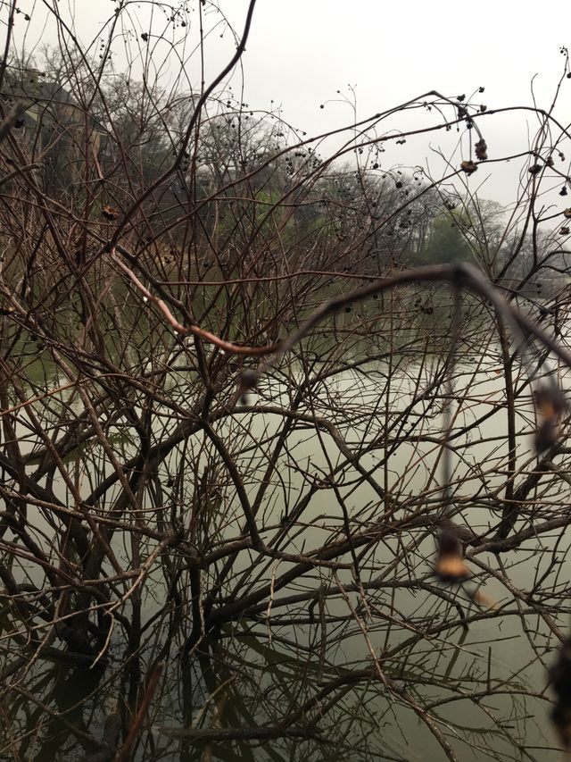 plants by the lake