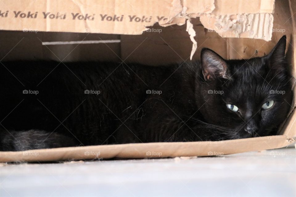 Gato preto dentro da caixa 