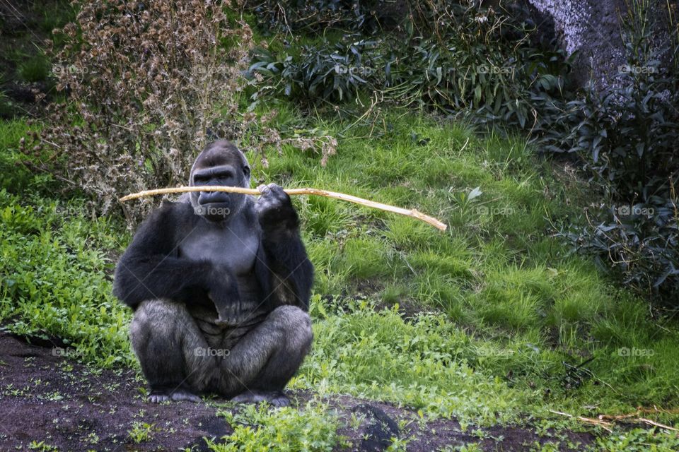 A funny portrait of a sitting silverback gorilla smelling a wooden stick like it is trying to figure out if its his/her brand of sigar.