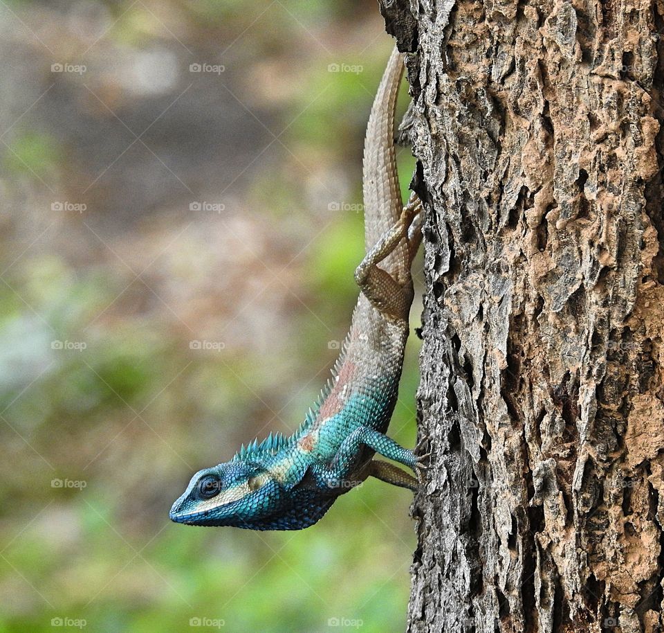 Thai lizard with classic caractor like dinosaur on oldish tree
