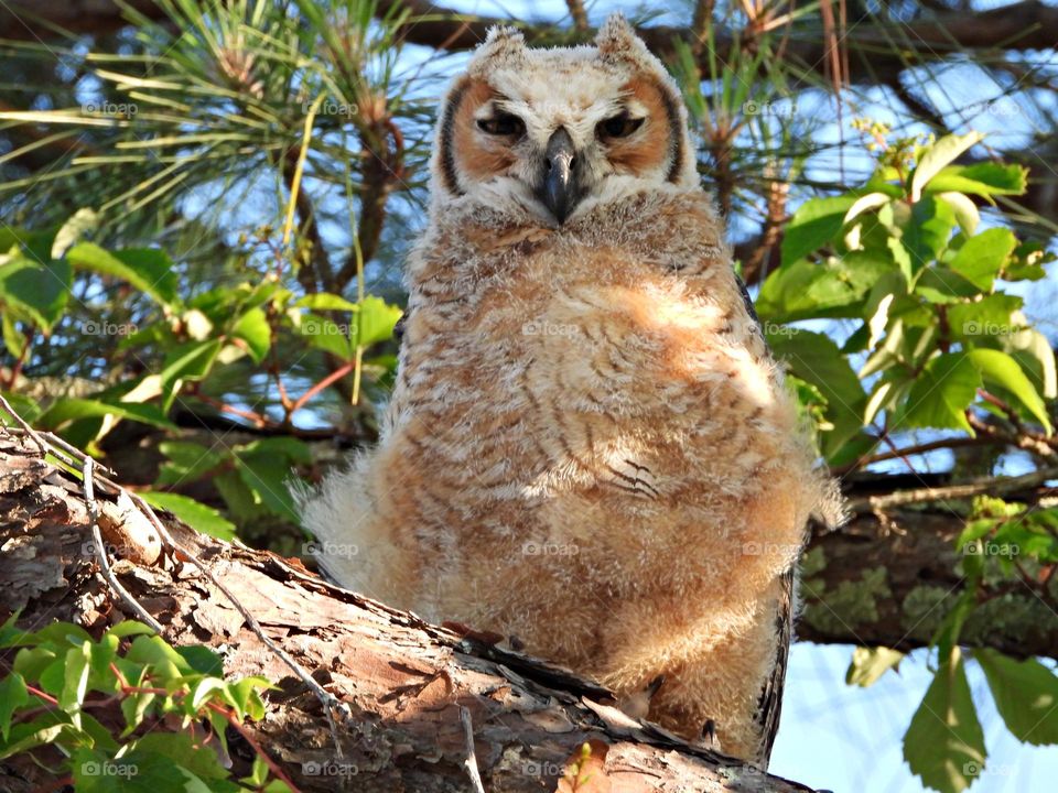 Unusual sus-pets! Baby Great Horned Owl on top of the pine tree - It is an extremely adaptable bird with a vast range and is the most widely distributed true owl in the Americas