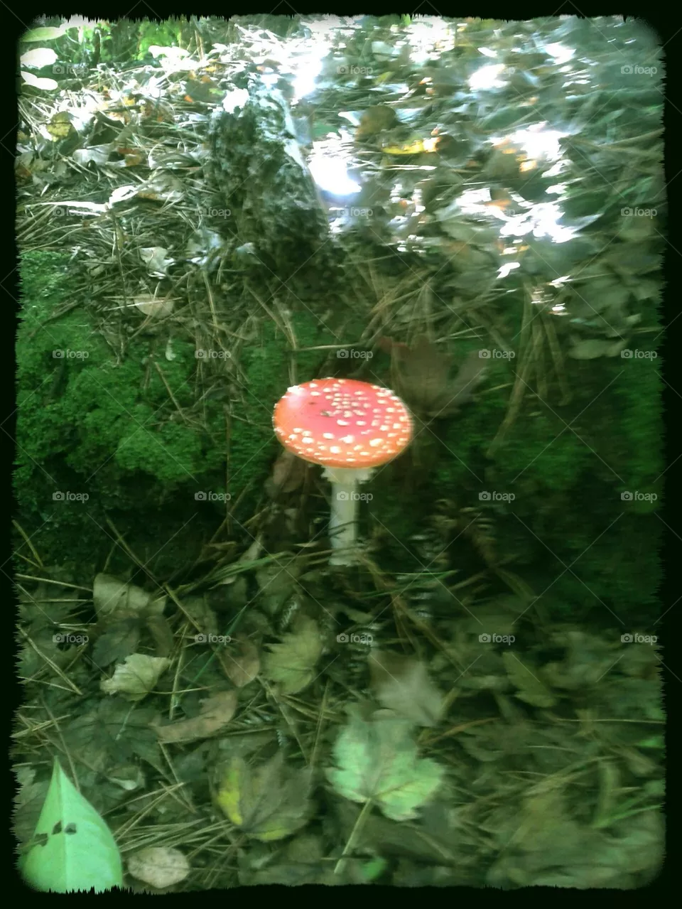 shroom