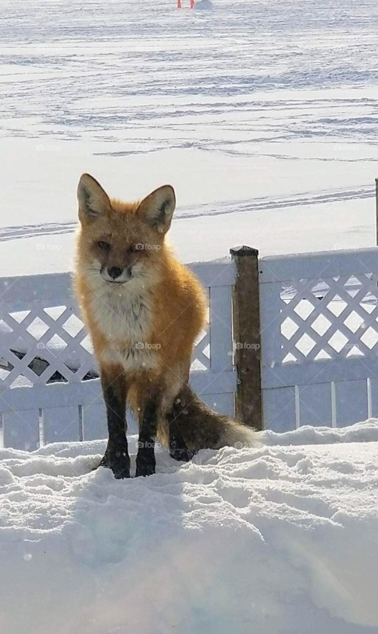 red fox relaxing on a winter day