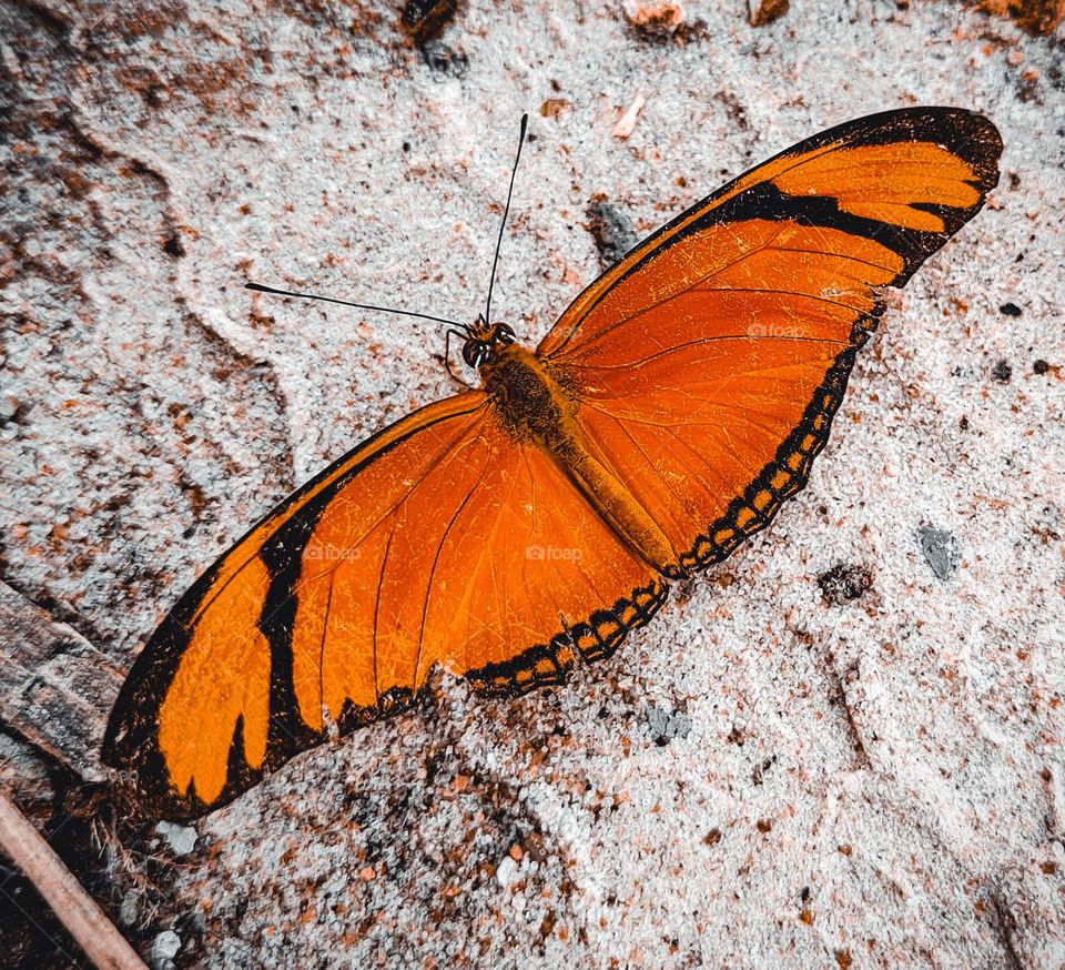 orange and black