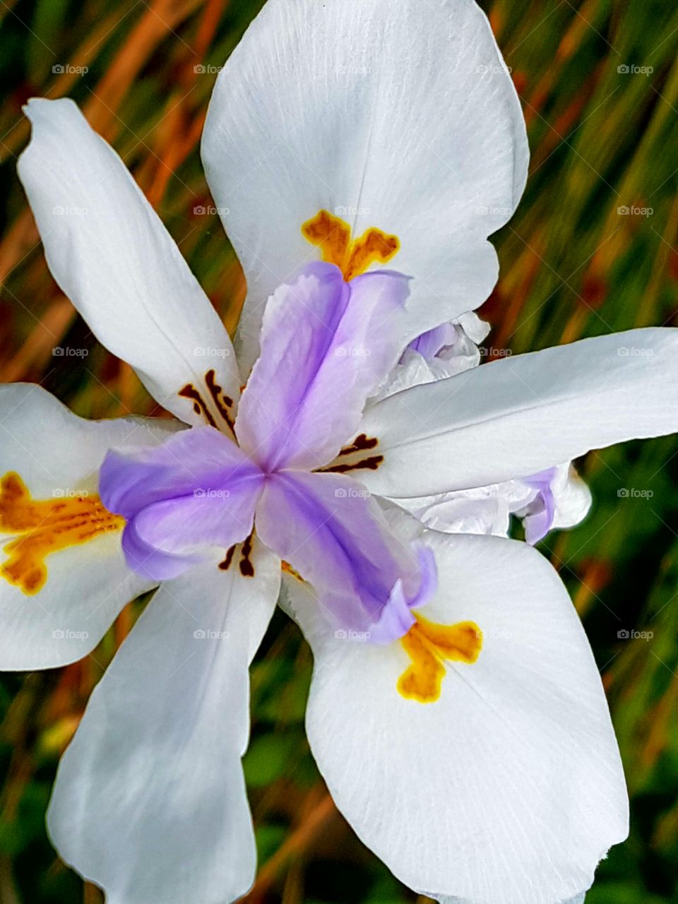iris macro