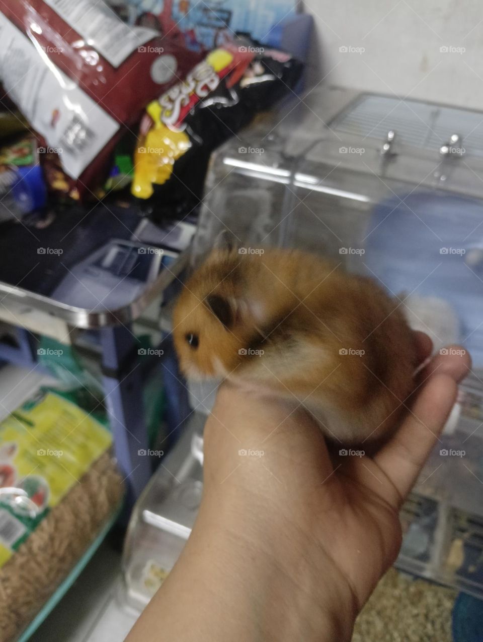 Hamster