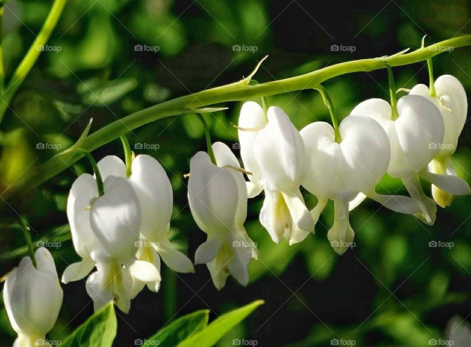 White bleeding heart