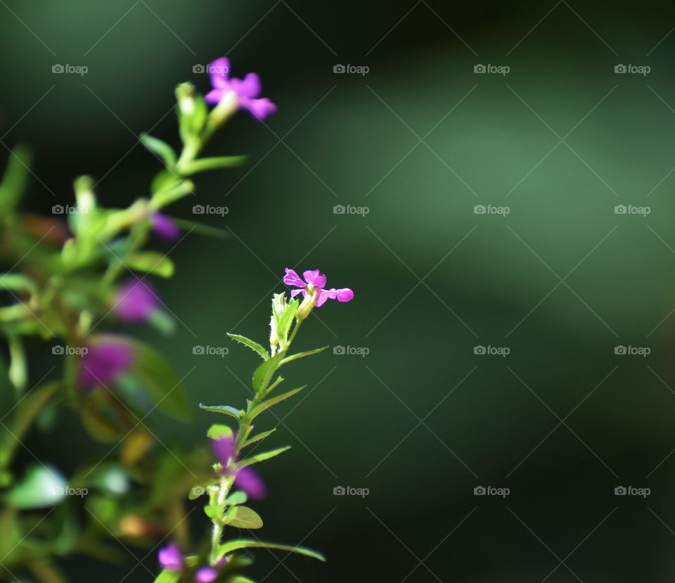 beautiful tiny pink flowers in sunlight