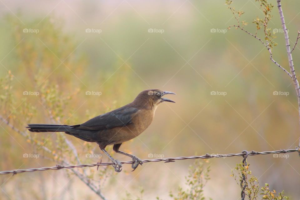 common Grackle bird