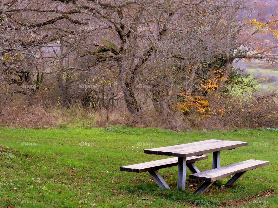 bench  and table on the lawm in the autumn forest
