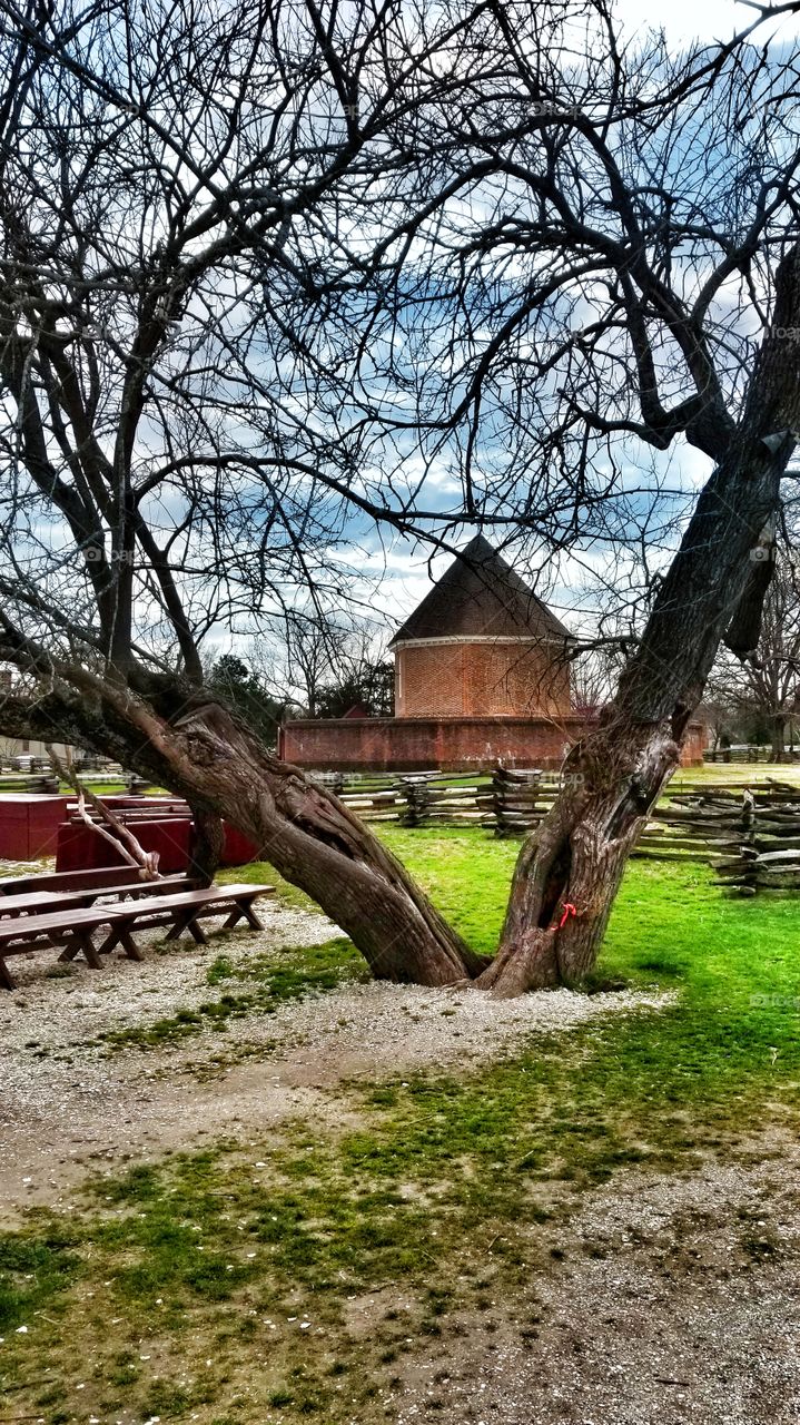 tree view