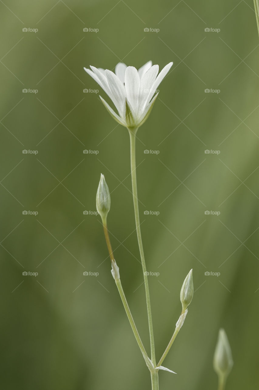Macro side view photography of a small blooming wild flower with white petals on a slim tall green stem with closed growing young buds, against green blurred background