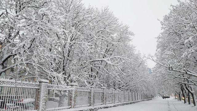 Winter day ❄️ Trees in the snow❄️