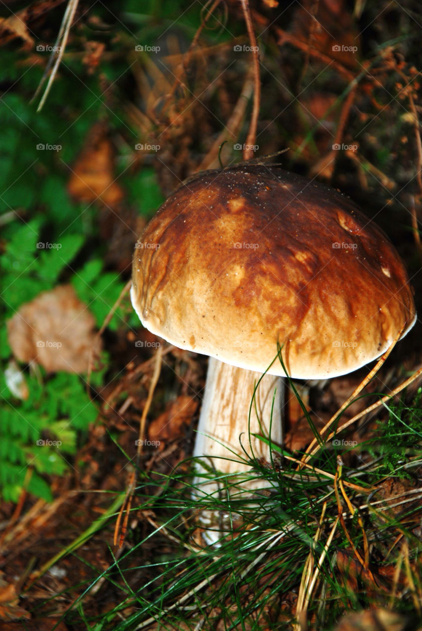 forest fall autumn skog by jbdc