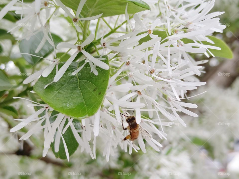 The Chinese Fringe-tree & bees