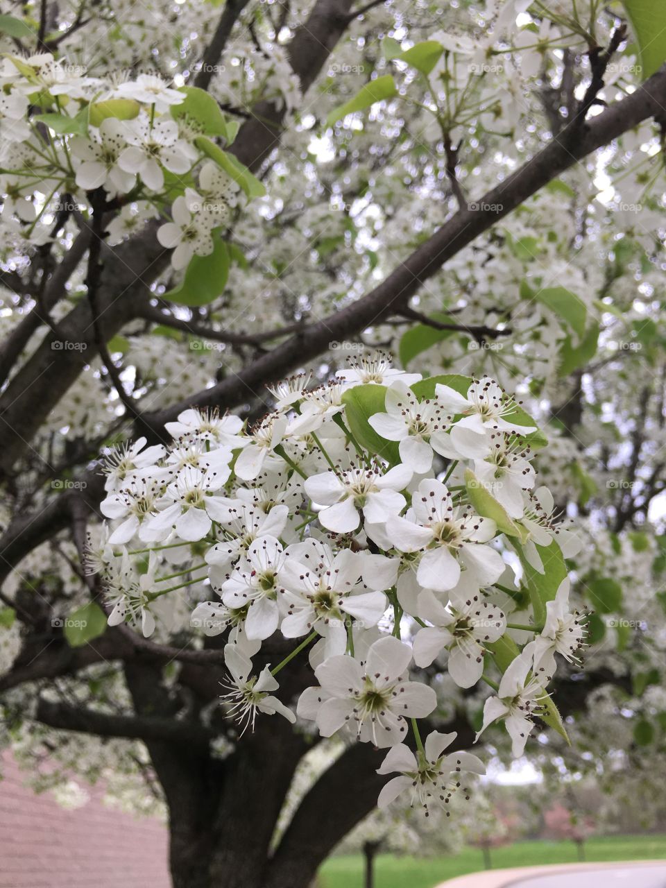 White blossoms