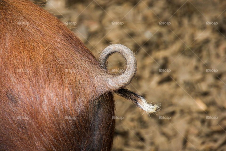 pigs tail