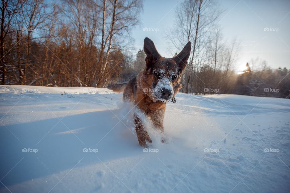 German shepherd running through snow