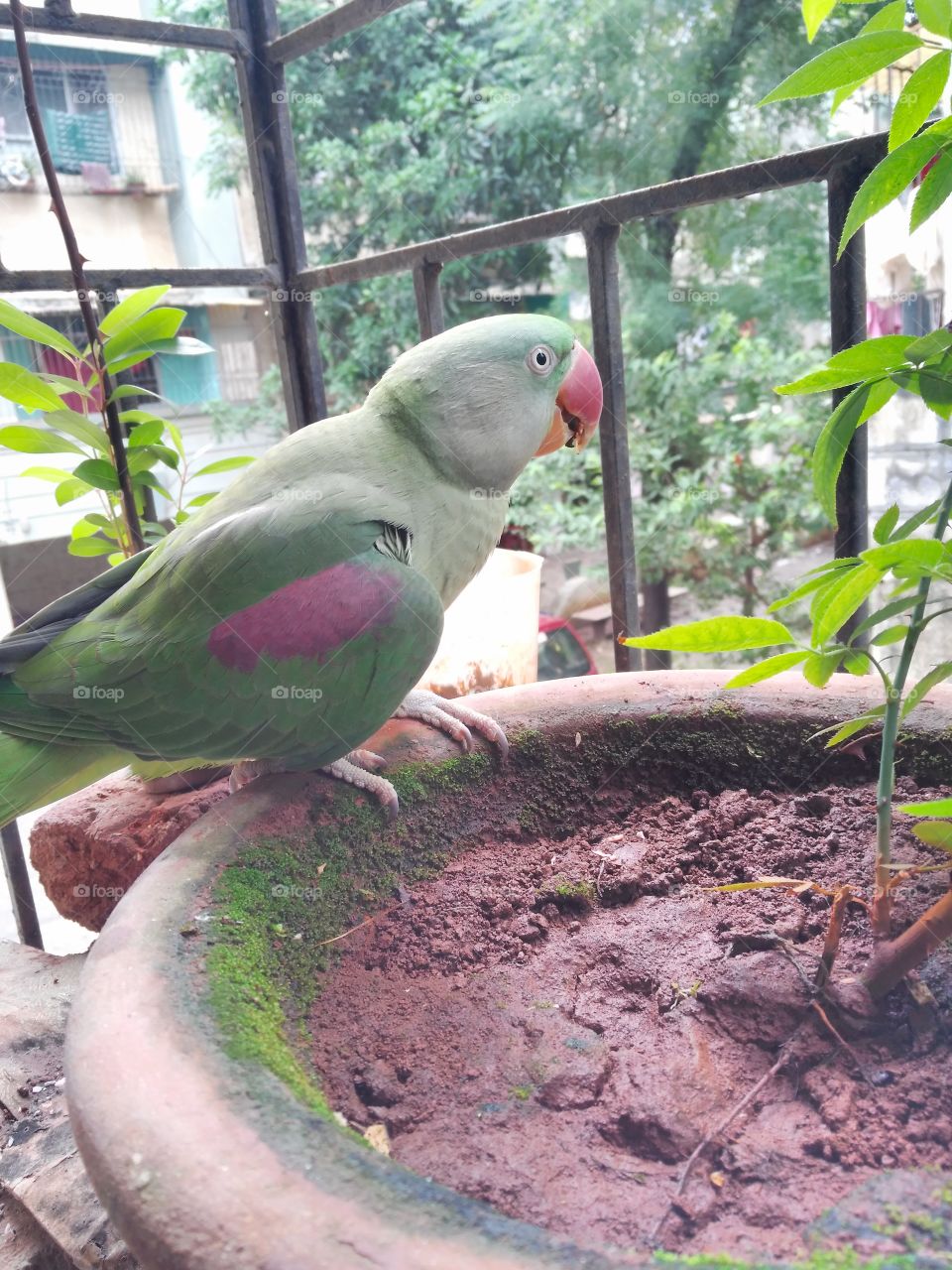 Alexandrine Parakeet